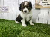 母アメコカ父シェルティー