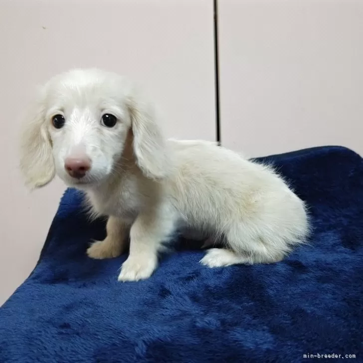 S.S 様のお迎えした子犬
