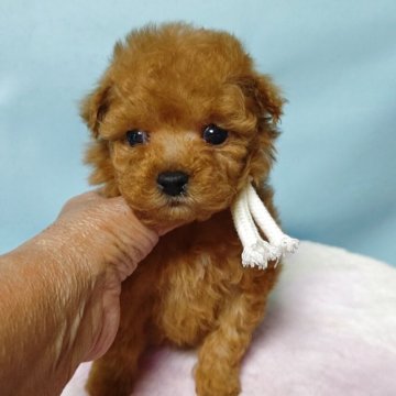 トイプードル(ティーカップ)【広島県・男の子・2025年10月15日・アプリコット】の写真「お顔のかわいい男の子ですよ～」