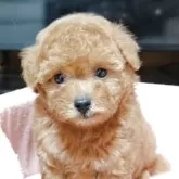 ティーカッププードル