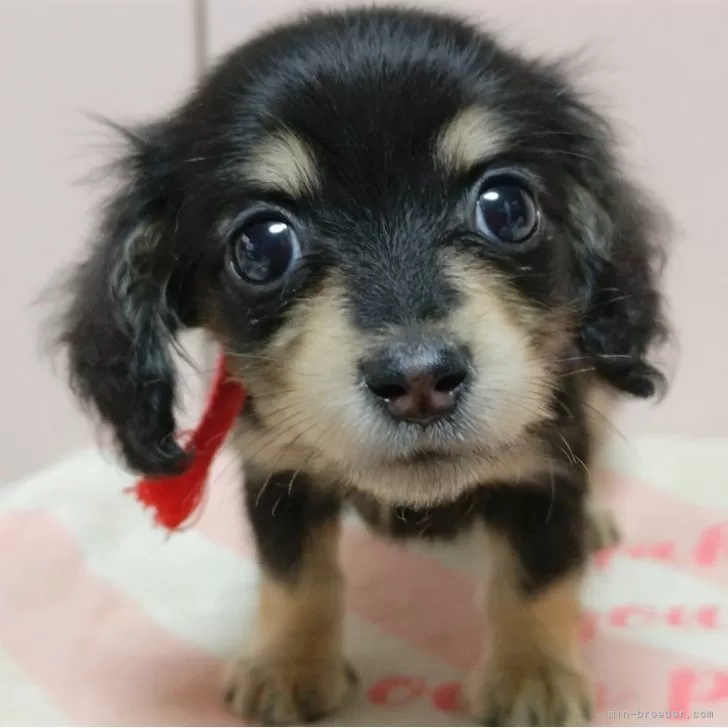 ID：2405-02513の子犬