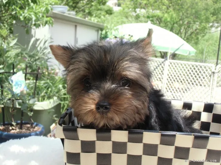 O 様のお迎えした子犬