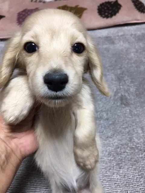 ID：1911-01401の子犬