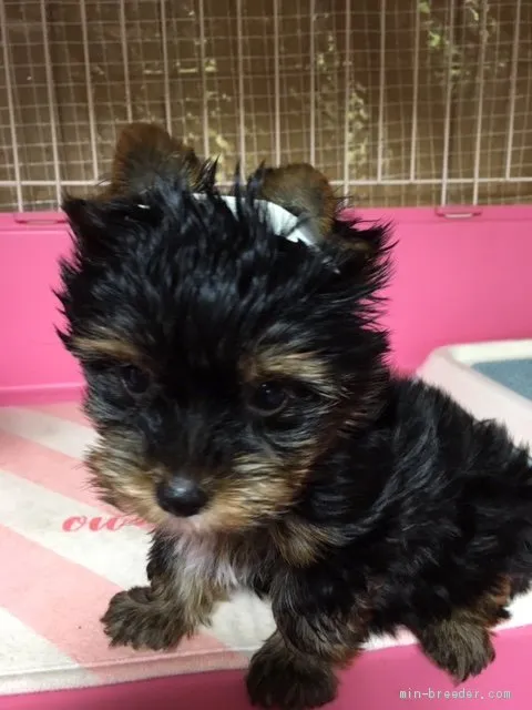 ID:1906-02935の子犬