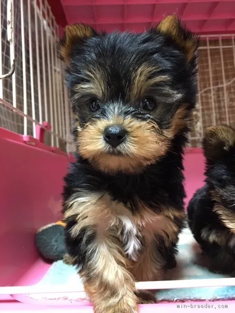 ID：1811-00698の子犬