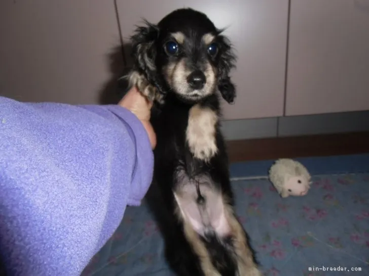 ID:1712-00198の子犬
