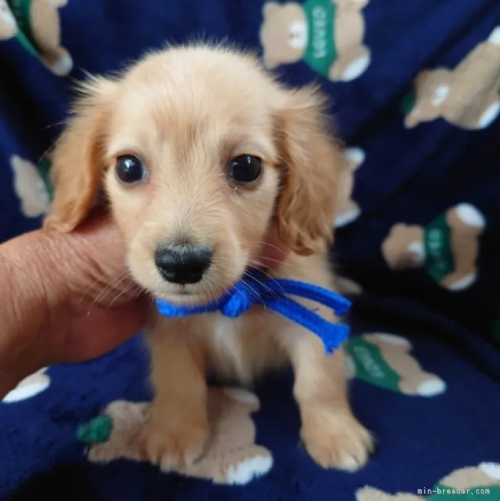 ID：2306-03141の子犬