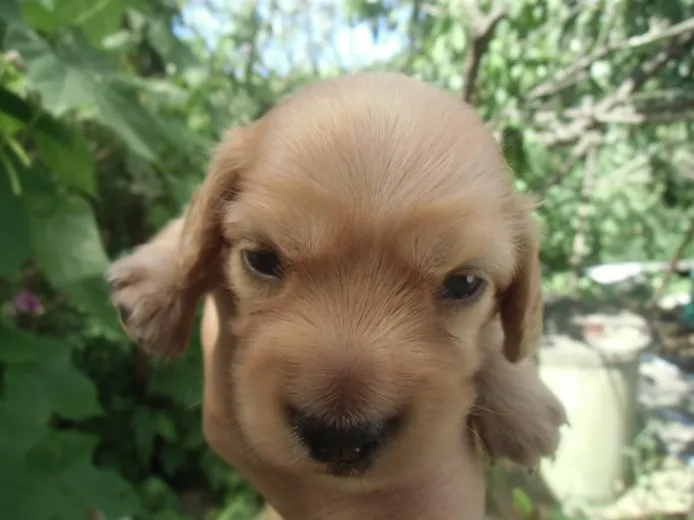 ID：1308-00766の子犬