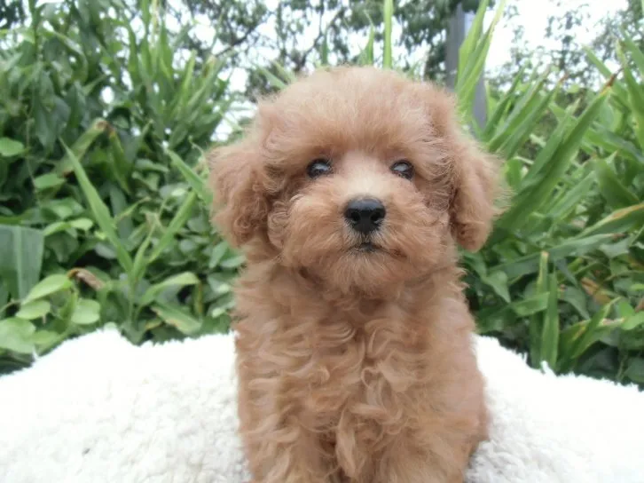 ID：1608-01867の子犬