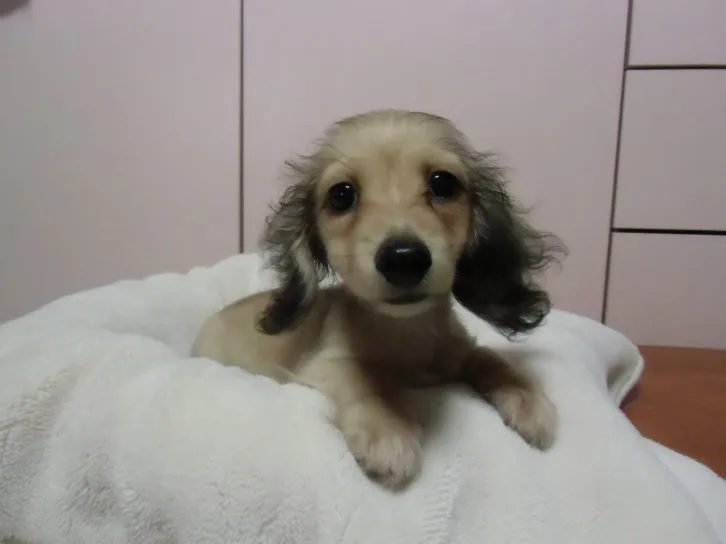 ID:1608-01824の子犬