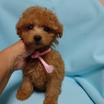 トイプードル(ティーカップ)【広島県・女の子・2023年7月27日・アプリコット】の写真「かわいい仔です。両親共に、遺伝子３項目クリア」