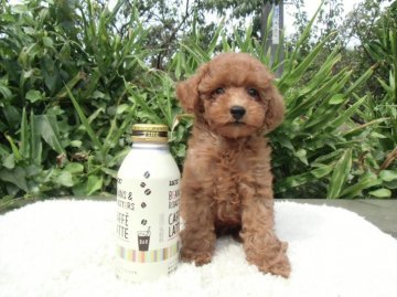 トイプードル(ティーカップ)【広島県・男の子・2016年6月28日・レッド】の写真「マズルも短く胴も詰って、かわいい　男の子です。」