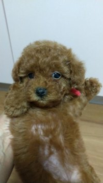 トイプードル(タイニー)【広島県・女の子・2020年8月7日・レッド】の写真「短い尻尾をフリフリしますよ。」