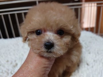トイプードル(ティーカップ)【広島県・男の子・2021年8月28日・クリーム】の写真「ティーカップで、両親遺伝子３項目クリアなので、」