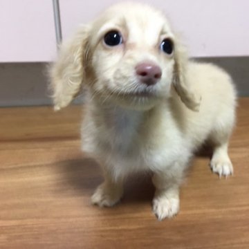 ミニチュアダックスフンド(ロング)【広島県・女の子・2018年3月27日・イエロー】の写真「カニ－ンヘンサイズの小ぶりです。」