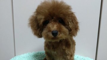 トイプードル(タイニー)【広島県・男の子・2020年8月7日・レッド】の写真「小ぶりです。」