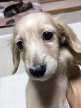 ミニチュアダックスフンド(ロング)【広島県・男の子・2018年12月20日・イエロー】の写真「小ぶりタイプ　PRAは発症しません。」