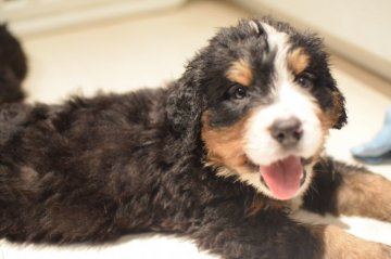 バーニーズ・マウンテン・ドッグ【埼玉県・男の子・2019年6月3日・ブラックラストホワイト】の写真「男の子らしい顔つきの優しい子です。」