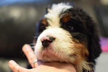 バーニーズ・マウンテン・ドッグ【埼玉県・女の子・2021年2月19日・ブラックラストホワイト】の写真「毛柄も綺麗、骨量もしっかりな美人ちゃんです」