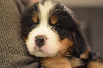 バーニーズ・マウンテン・ドッグ【埼玉県・女の子・2021年2月19日・ブラックラストホワイト】の写真「毛柄も綺麗、骨量もしっかりな美人ちゃんです。」