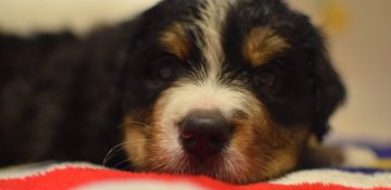 バーニーズ・マウンテン・ドッグ【埼玉県・男の子・2019年6月3日・ブラックラストホワイト】の写真「凛々しいお顔のやんちゃ君」