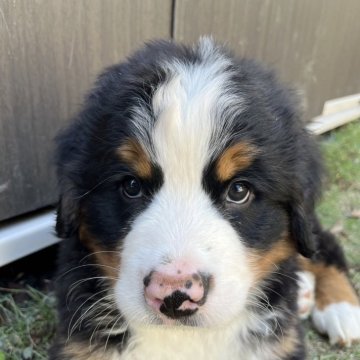 バーニーズ・マウンテン・ドッグ【埼玉県・男の子・2024年3月16日・ブラックラスト&ホワイト】の写真「ミスカラーなく、骨量も十分なやんちゃ坊主」