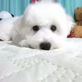 ビションフリーゼ