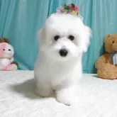 ビションフリーゼ