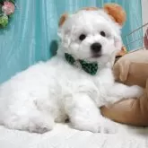 ビションフリーゼ
