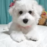 ビションフリーゼ