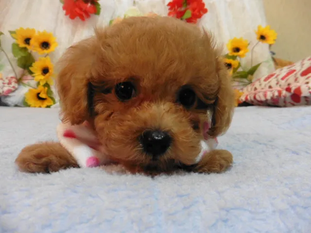 ID：1607-01787の子犬