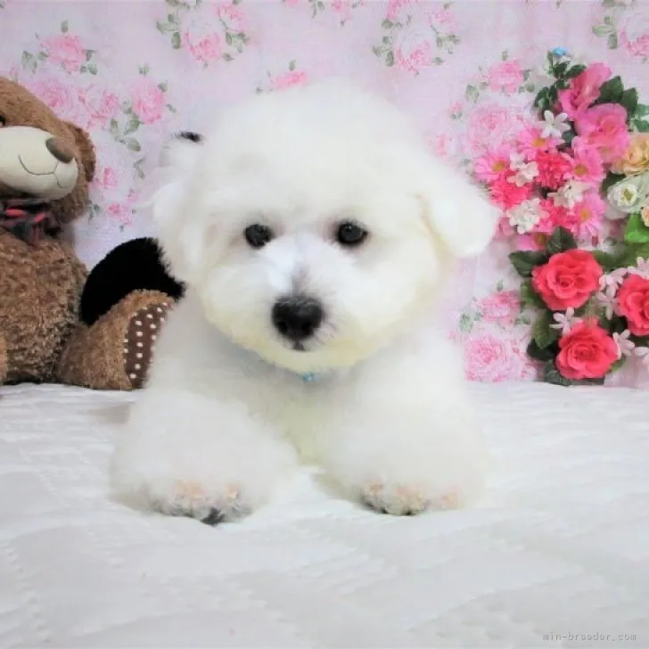 ID：2306-02231の子犬