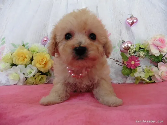 ID：1603-00380の子犬