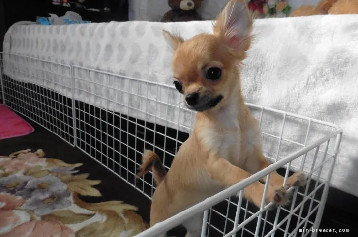 ID：1901-00029の子犬