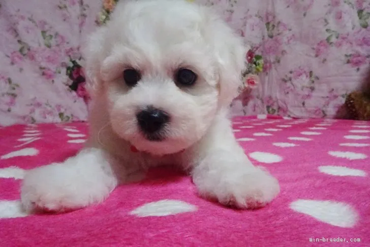 M.K 様のお迎えした子犬