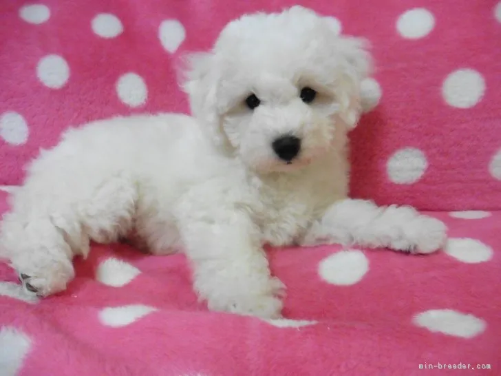 ID：1711-01349の子犬