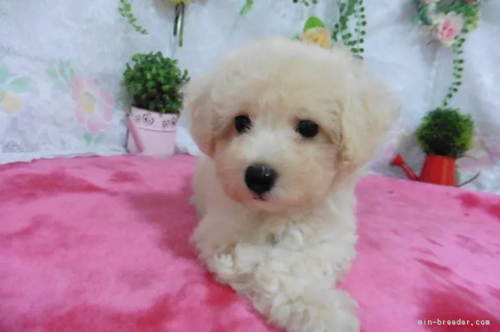 ID：1807-02708の子犬