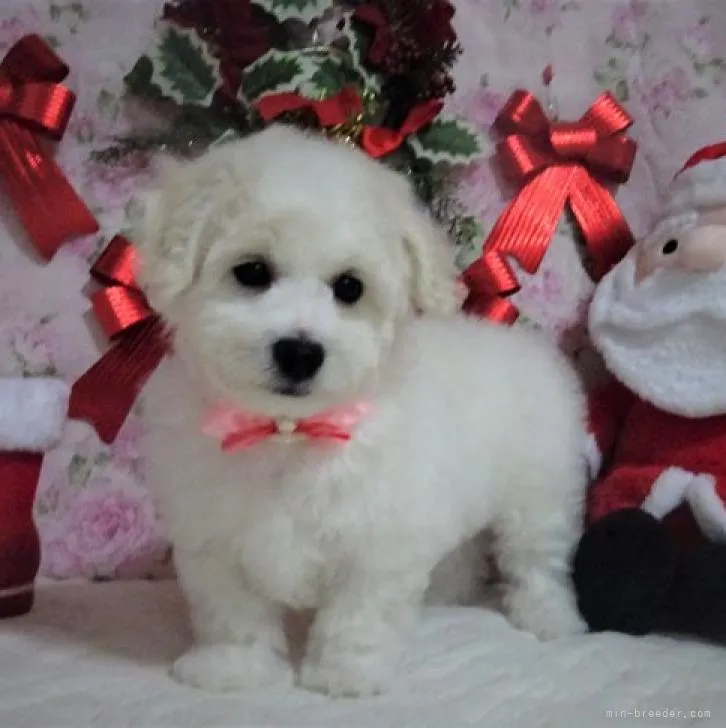 ID:2211-02966の子犬