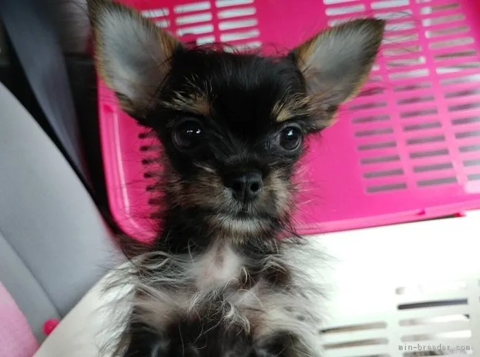 ID：1808-02876の子犬