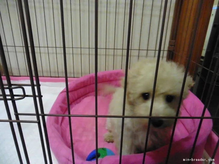 ID：1711-01194の子犬