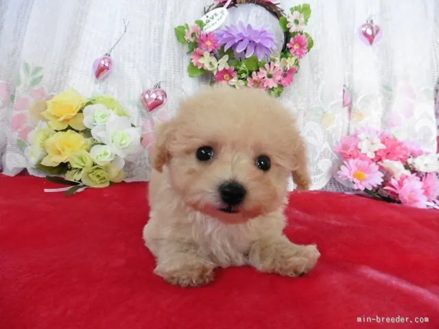 ID：1603-00384の子犬