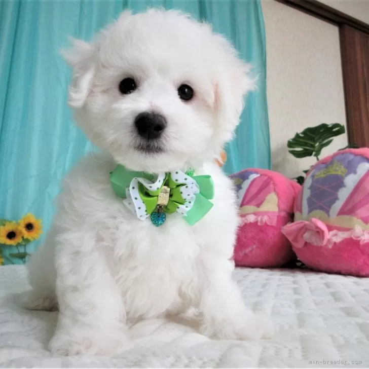 Y.S 様のお迎えした子犬
