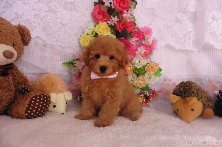 ID：1902-01681の子犬