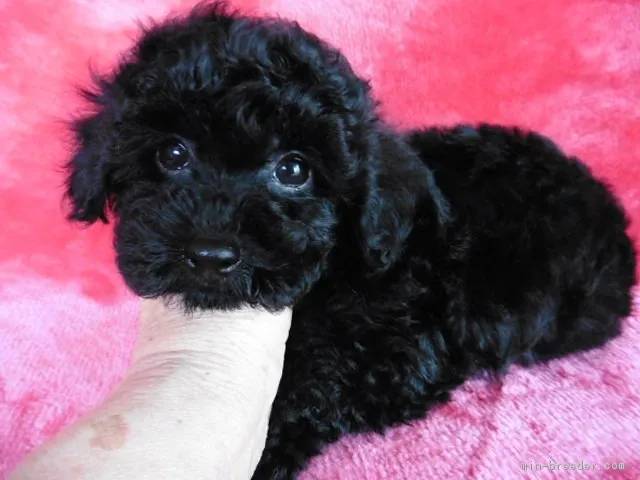 ID：1703-00505の子犬