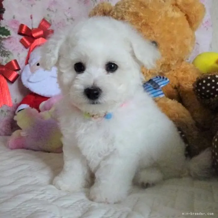 ID：2211-02946の子犬