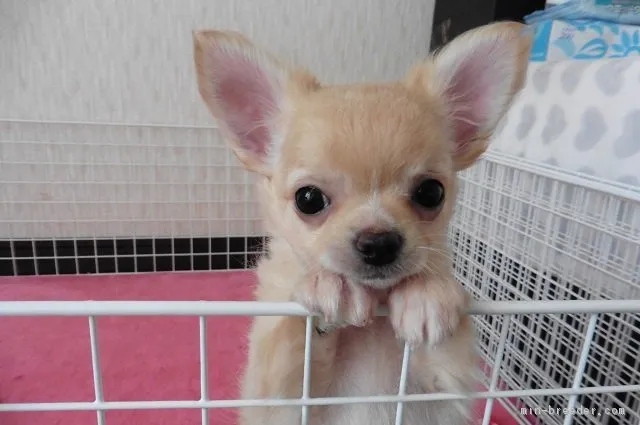 ID：1901-00030の子犬