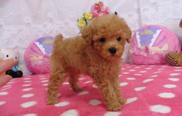 トイプードル(タイニー)【鹿児島県・男の子・2019年5月12日・レッド】の写真「Tカップ～小振りタイニー予想50日で550グラム」