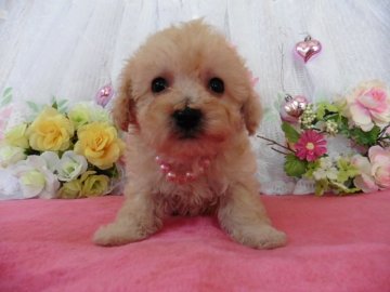 ビションフリーゼとトイプードルのミックス犬です【鹿児島県・女の子・2016年1月17日・アプリコット】の写真「とても温和な性格です」
