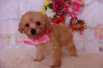 トイプードル(タイニー)【鹿児島県・男の子・2018年10月24日・濃い目のアプリコット】の写真「小粒で将来が楽しみなアプリコット君」