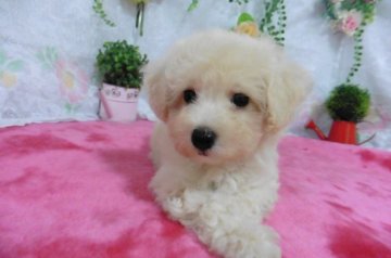 パパ・・トイプードル ママ・・ビションフリーゼ【鹿児島県・男の子・2018年5月24日・ホワイトに近いクリーム】の写真「プードル？ビション？両親の良いとこどりの愛らしさ」